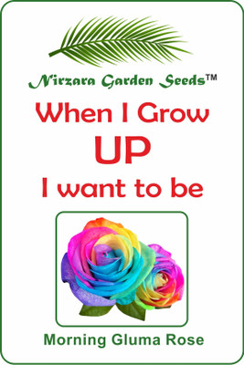 

Nirzara Garden Seeds Morning Gluma Rose Seed(30 per packet)