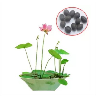 ROSEMERC IMPORTED LOTUS PLANT (20 PER POCKET) Seed(20 per packet)