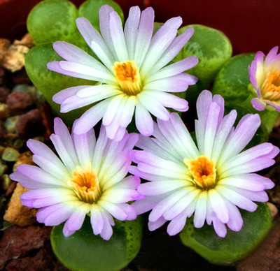 

nema Celestial Cactus anti-radiation Seed(10 per packet)