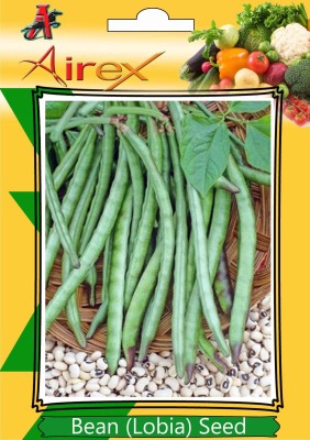 Airex Bean (Lobia) Seed(120 per packet)