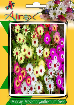 

Airex Mesembryanthemum / Midday Winter Flower Seeds (6 Packet Of Mesembryanthemum / Midday) Pack Of 50 Seeds * 6 Per Packet Seed(300 per packet)