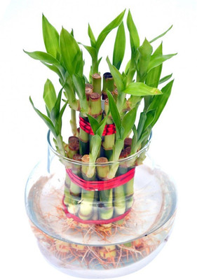 

Nema Lucky Bamboo Seed(100 per packet)