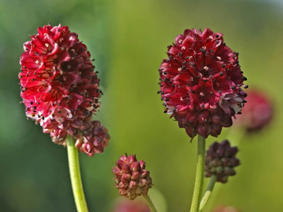

National Gardens Burnet Flower Seeds Seed(10 per packet)