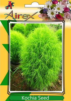 

Airex Kochia Seed(100 per packet)