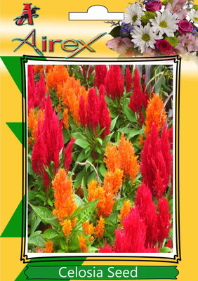 

Airex Celosia Seed(15 per packet)