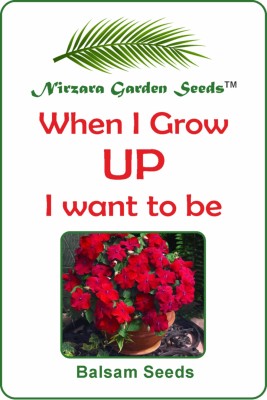 Nirzara Garden Seeds Balsam Seeds Seed(30 per packet)