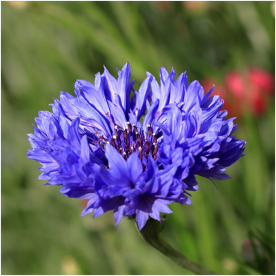 National Gardens Tall Blue Cornflower Flower Seeds Seed(20 per packet)