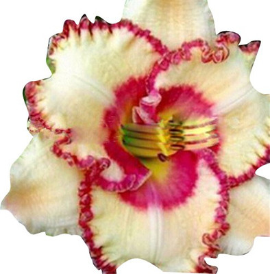 

Nema Hemerocallis Tawny Daylily Seed(50 per packet)