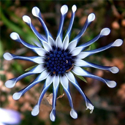 

Nema Blue Daisy Hardy Seed(100 per packet)