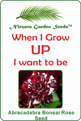 

Nirzara Garden Seeds Abracadabra Bonsai Rose Seed Seed(30 per packet)