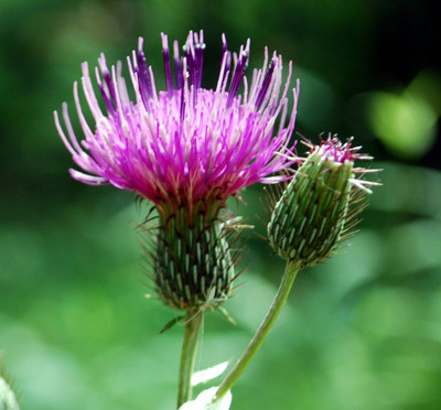 

National Gardens Purple Milk Thistle Flower Seeds Seed(10 per packet)