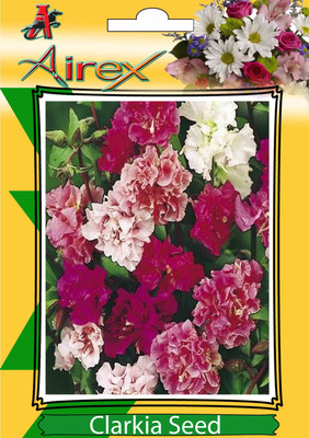

Airex Clarkia Winter Flower Seeds (6 Packet Of Clarkia) Pack Of 50 Seeds * 6 Per Packet Seed(300 per packet)