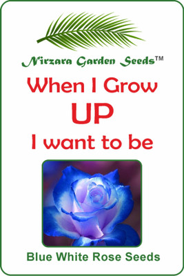 

Nirzara Garden Seeds Blue White Rose Seeds Seed(30 per packet)