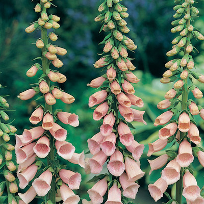 

National Gardens Apricot Beauty Foxglove Flower Seeds Seed(40 per packet)