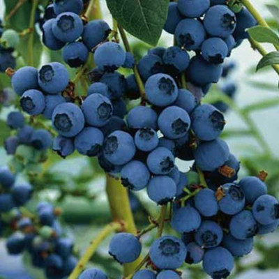 

Futaba Bonsai Blueberry Seed(100 per packet)