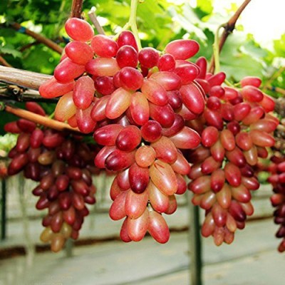 Aywal Black Grapes or Angoor Fruit Seed(105 per packet)