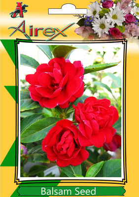 

Airex Balsam Seed(200 per packet)