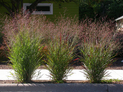 NATIONAL GARDENS Switchgrass Tall Ornamental Grass Seeds Seed(20 per packet)