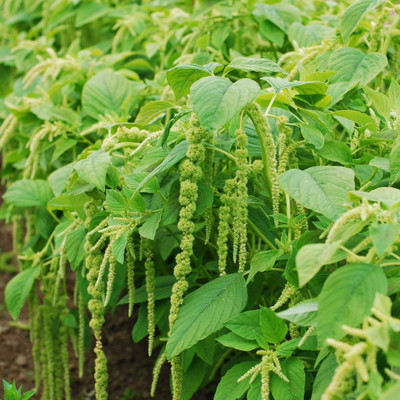 National Gardens Green Tails Amaranthus Flower Seeds Seed(10 per packet)