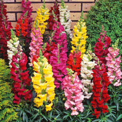 

National Gardens Northern Lights Mix Snapdragon Flower Seeds Seed(50 per packet)