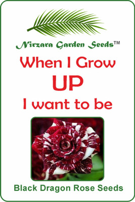 

Nirzara Garden Seeds Black Dragon Rose Seeds Seed(30 per packet)