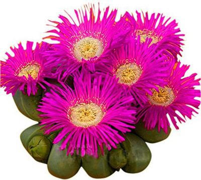 

Nema Rare Cactus Flower Seed(10 per packet)