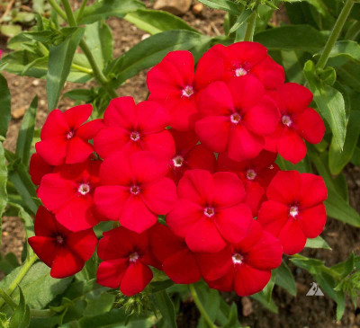

National Gardens Red Phlox Flower Seeds Seed(20 per packet)