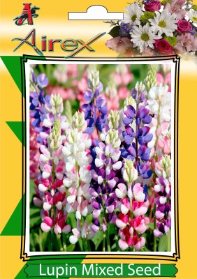 Airex Lupin Mixed (Winter) Flower Seeds (5 Packet Of Lupin Mixed) Pack of 30 Seeds * 5 Per Packet Seed(150 per packet)