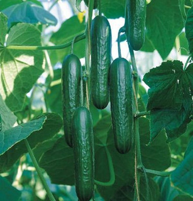 ROSEMERC CUCUMBER(50 PER POCKET) Seed(50 per packet)