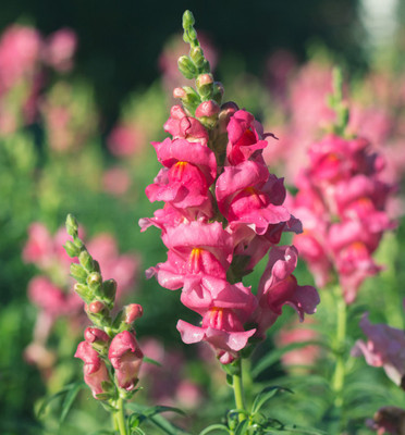 

National Gardens Pink Snapdragon Flower Seeds Seed(50 per packet)