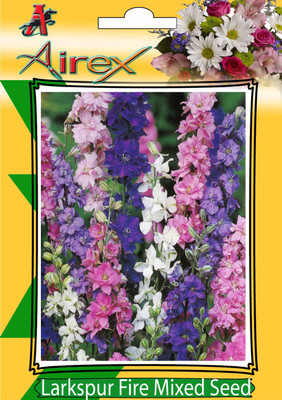 

Airex Larkspur Fire Mixed Winter Flower Seeds (10 Packet Of Larkspur Fire Mixed) Pack Of 50 Seeds * 10 Per Packet Seed(500 per packet)