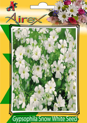 

Airex Gypsophila Snow White Seed(15 per packet)