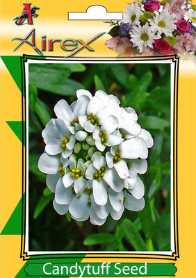

Airex Candytuff Seed(20 per packet)