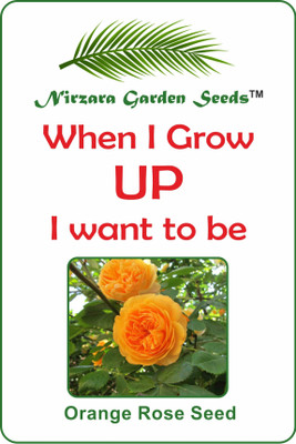 

Nirzara Garden Seeds Orange Rose Seeds Seed(30 per packet)