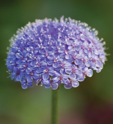 

National Gardens Blue Lace Island Daisy Flower Seeds Seed(5 per packet)