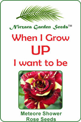 

Nirzara Garden Seeds Rare Meteor Shower Rose Seeds Seed(30 per packet)