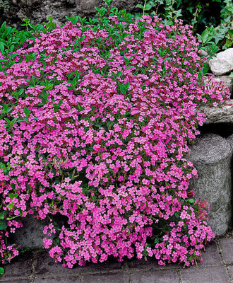

National Gardens Pink Rock Soapwort Flower Seeds Seed(20 per packet)