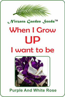 

Nirzara Garden Seeds Purple And White Rose Seed(30 per packet)