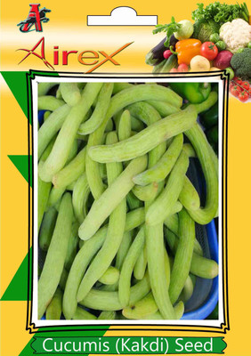 

AIrex Cucumis (Kakdi) Seed(240 per packet)