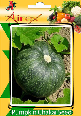 

Airex Pumpkin Seed(25 per packet)