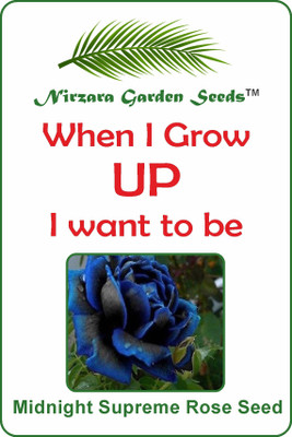 

Nirzara Garden Seeds Midnight Supreme Rose Seed Seed(30 per packet)