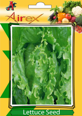 Airex Lettuce Vegetables Seeds (8 Packet of Lettuce) Pack of 100 Seeds * 8 Per Packet Seed(800 per packet)