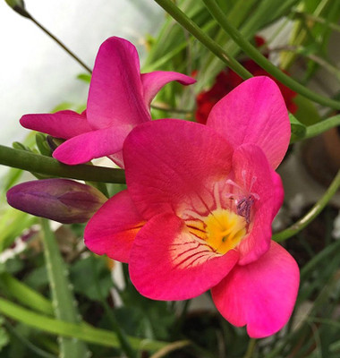 

Nema Pink Freesia Flower Seed(100 per packet)