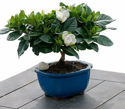 

Futaba Jasmine Seed(100 per packet)