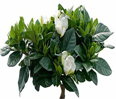 

Nema Cape Jasmine Seed(100 per packet)