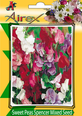 

Airex Sweet Peas Spencer Mixed Winter Flower Seeds (2 Packet Of Sweet Peas Spencer Mixed) Pack Of 50 Seeds * 2 Per Packet Seed(100 per packet)
