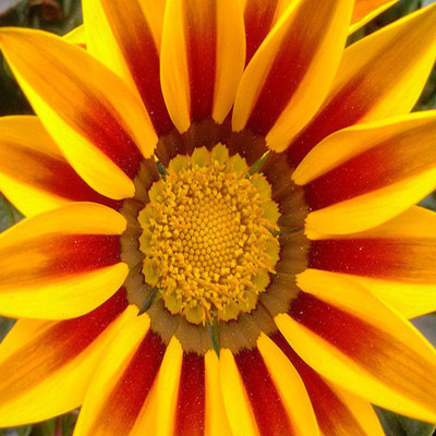 

Nema Yellow Striped Daisy Medal Flower Seed(100 per packet)