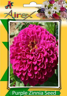 Airex Purple Zinnia Seed(25 per packet)