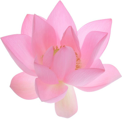 

Nema Light Pink Bowl Lotus Seed(5 per packet)