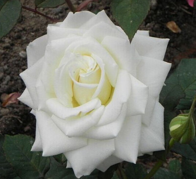

Nema White Rose Seed(50 per packet)